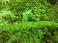 Holothuria fuscocinerea