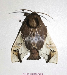 Parathyris semivitrea