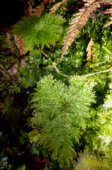 Dendrohypopterygium filiculiforme