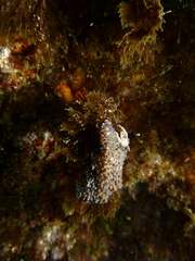 Thysanozoon brocchii