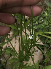 Lobelia cliffortiana