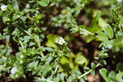 Heliotropium formosanum