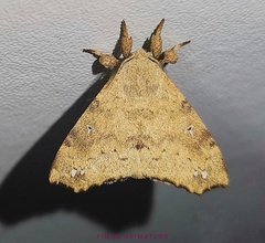 Apatelodidae