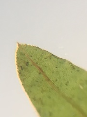 Fissidens osmundioides