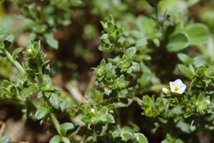 Heliotropium formosanum