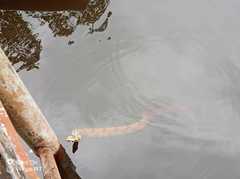 Boa constrictor constrictor