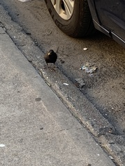 Sturnus vulgaris