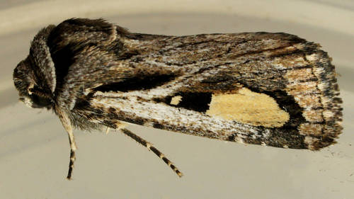 Proteuxoa passalota