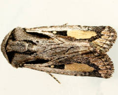 Proteuxoa passalota
