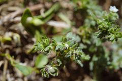 Heliotropium formosanum