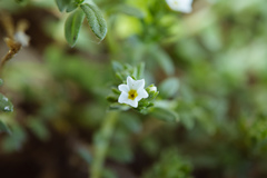 Heliotropium formosanum