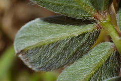 Heliotropium formosanum