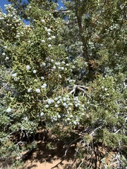 Juniperus californica
