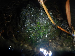Fissidens osmundioides