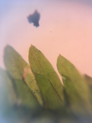 Fissidens osmundioides