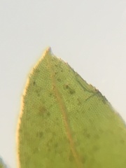 Fissidens osmundioides