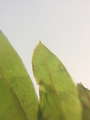 Fissidens osmundioides