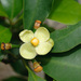 Garcinia multiflora - Photo (c) Cheng-Tao Lin,  זכויות יוצרים חלקיות (CC BY), הועלה על ידי Cheng-Tao Lin