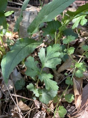 Geum vernum