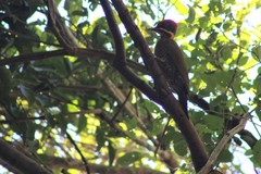 Piculus chrysochloros