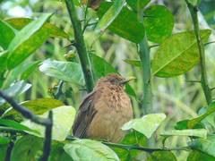 Turdus grayi