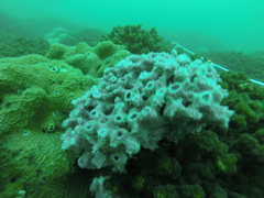 Haliclona caerulea