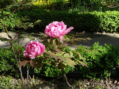 Paeonia suffruticosa