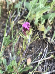 Castilleja exserta