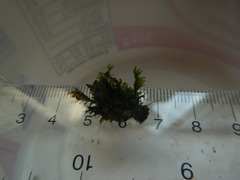 Fissidens osmundioides