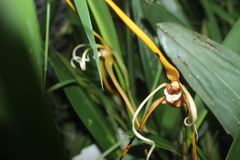 Maxillaria fractiflexa