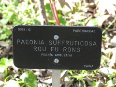 Paeonia suffruticosa