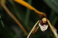 Maxillaria fractiflexa