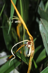 Maxillaria fractiflexa