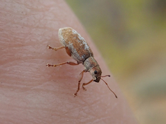 Pachyrhinus californicus