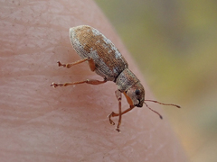 Pachyrhinus californicus