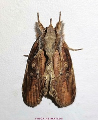 Iscadia purpurascens