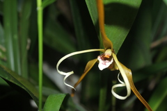 Maxillaria fractiflexa