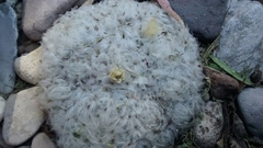Mammillaria plumosa