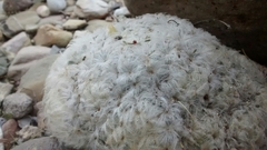 Mammillaria plumosa
