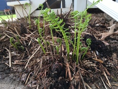 Matteuccia struthiopteris