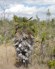 Coccothrinax garciana