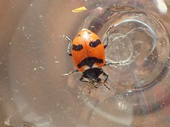 Hippodamia quinquesignata