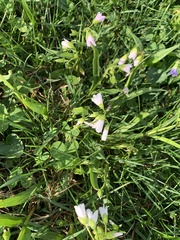 Claytonia virginica