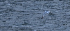 Larus brachyrhynchus