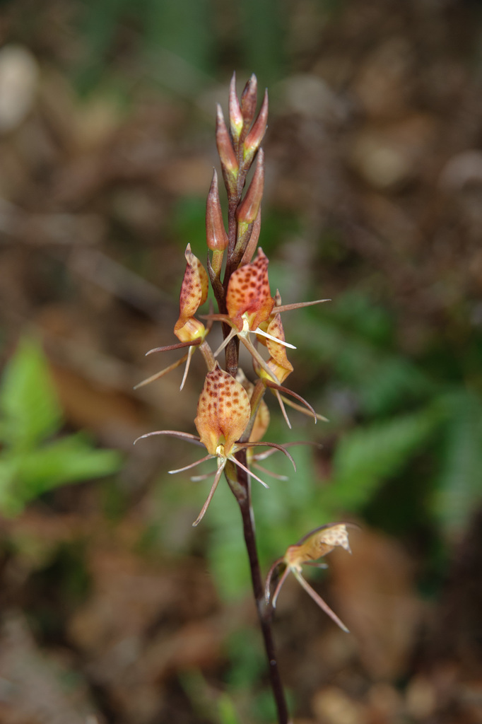 Cryptostylis taiwaniana