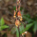 Cryptostylis taiwaniana - Photo (c) Cheng-Tao Lin, some rights reserved (CC BY), uploaded by Cheng-Tao Lin