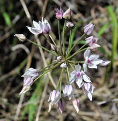 Allium praecox