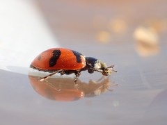 Hippodamia quinquesignata