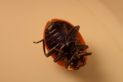 Hippodamia quinquesignata