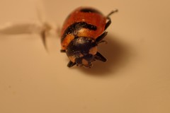 Hippodamia quinquesignata